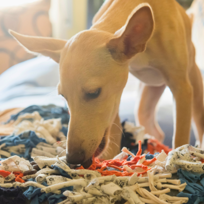 dog snuffle