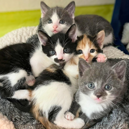kitten lotto carousel