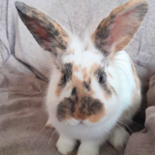 rabbit homepage