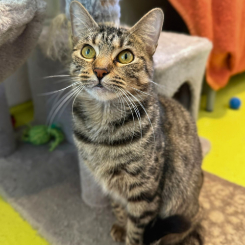 tabby lotto cat